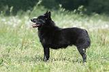 SCHIPPERKE 594